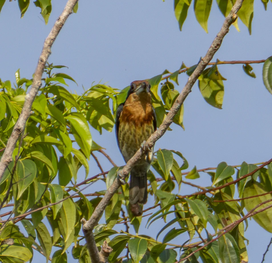 棕胸拟啄木鸟(Capito brunneipectus)
