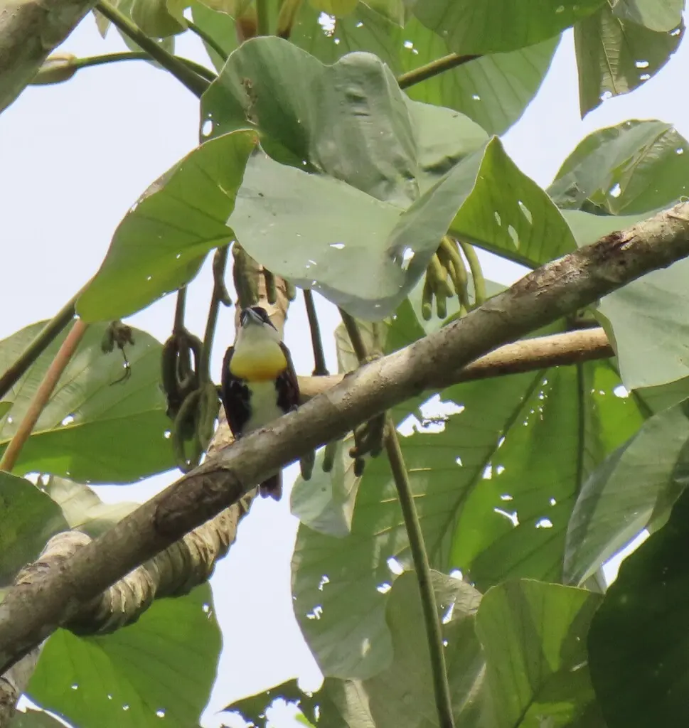斑冠拟啄木鸟(Capito maculicoronatus)