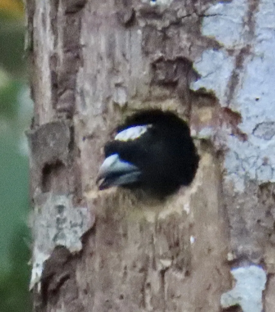 斑冠拟啄木鸟(Capito maculicoronatus)