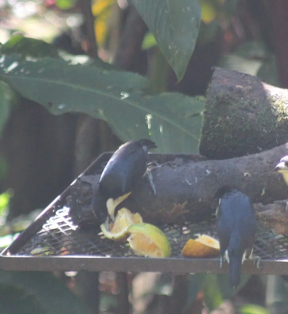 斑冠拟啄木鸟(Capito maculicoronatus)