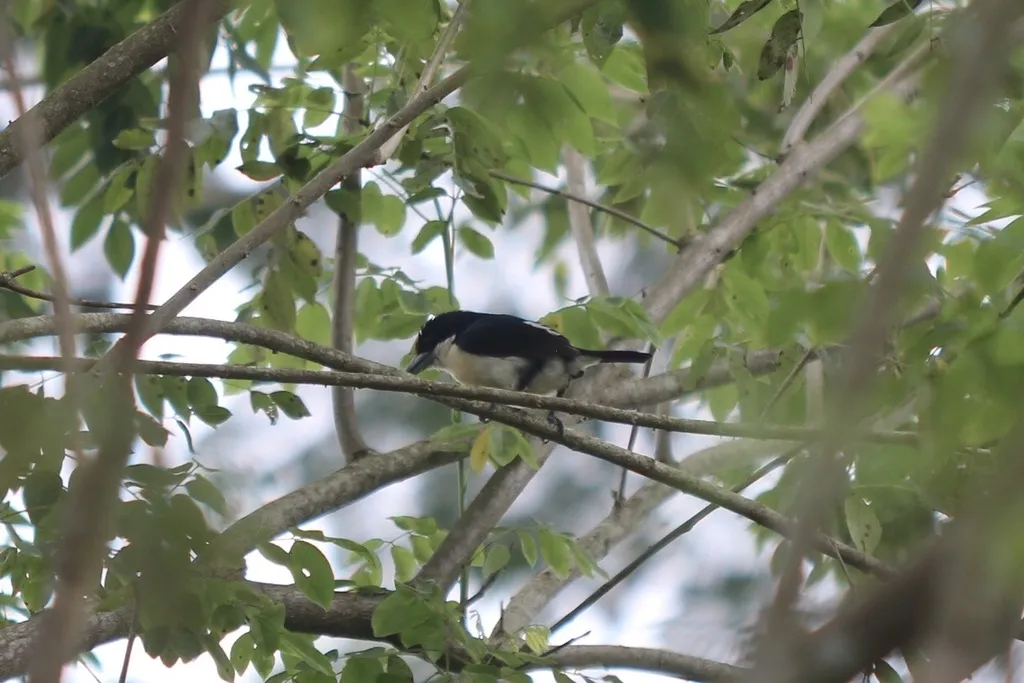 橙额拟啄木鸟(Capito squamatus)