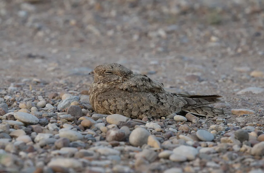 埃及夜鹰(Caprimulgus aegyptius)