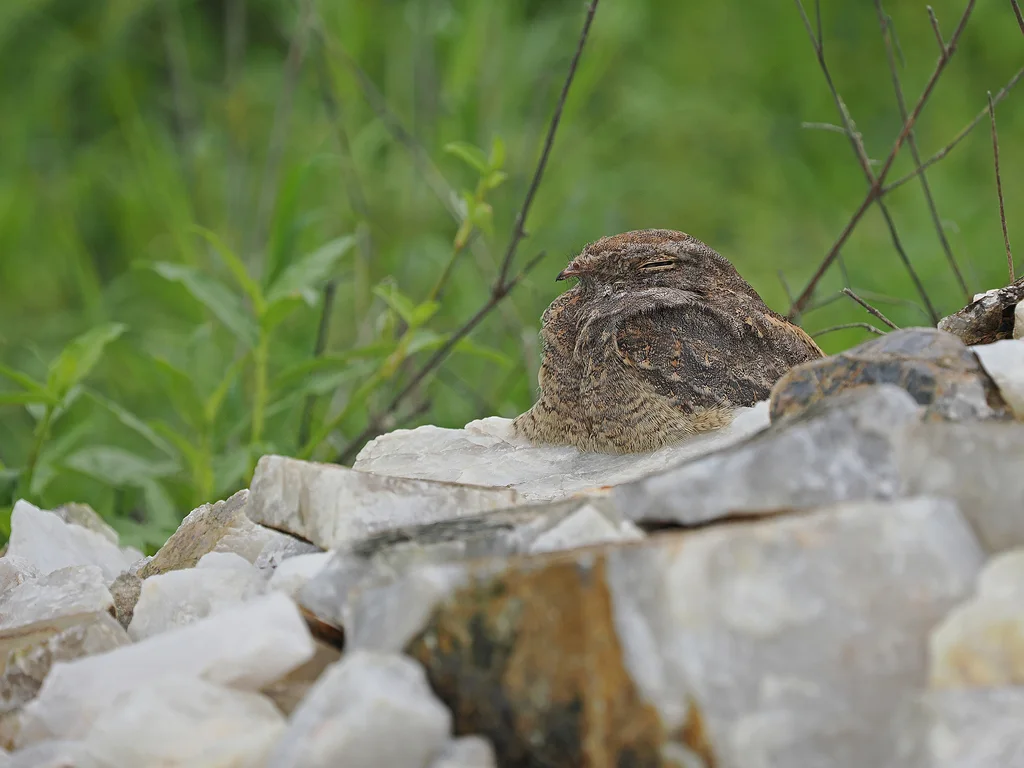 林夜鹰(Caprimulgus affinis)