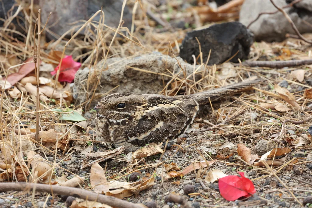 细尾夜鹰(Caprimulgus clarus)