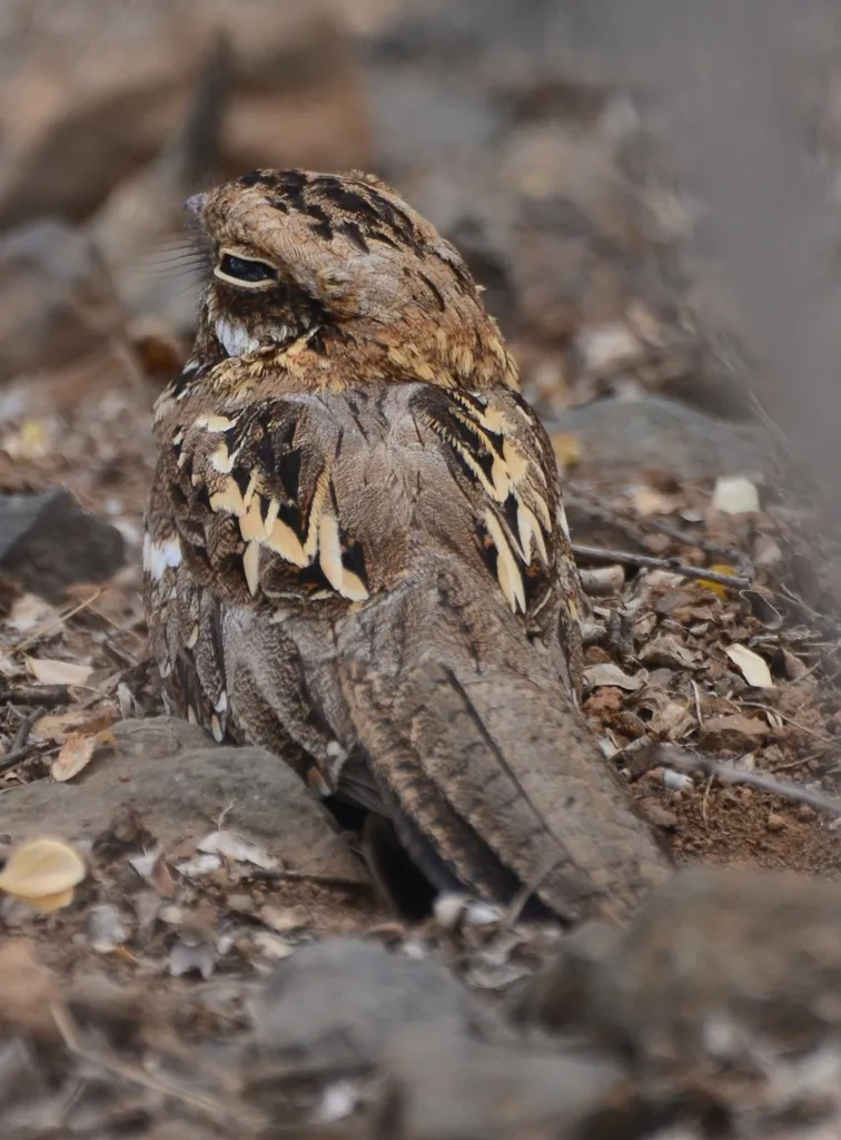 细尾夜鹰(Caprimulgus clarus)