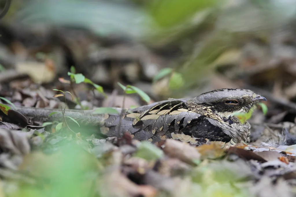 非洲长尾夜鹰(Caprimulgus climacurus)