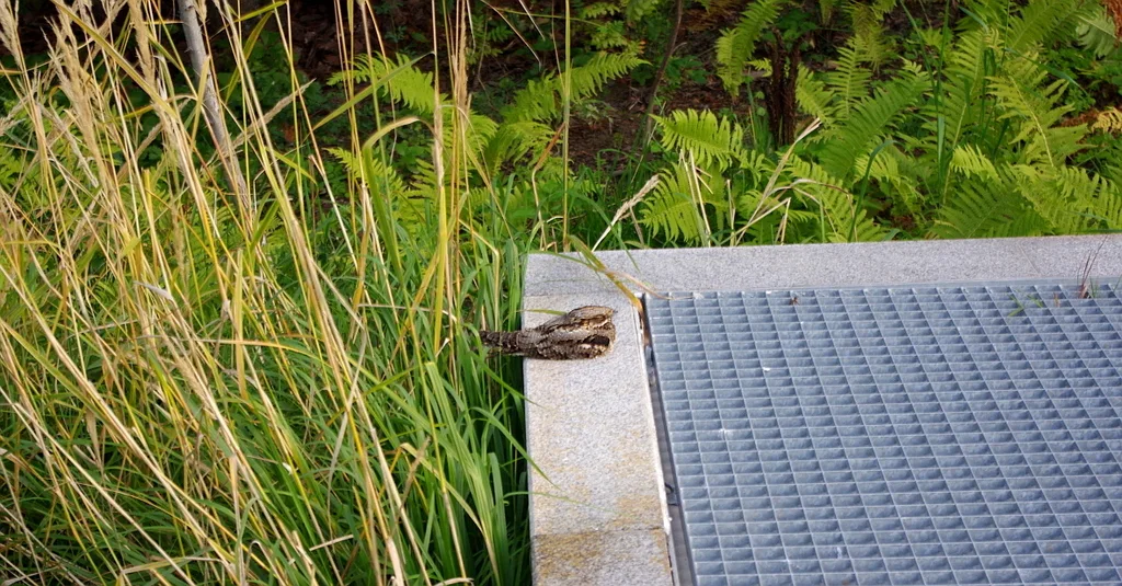 欧夜鹰(Caprimulgus europaeus)