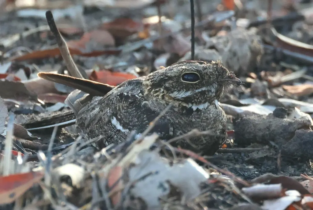 方尾夜鹰(Caprimulgus fossii)