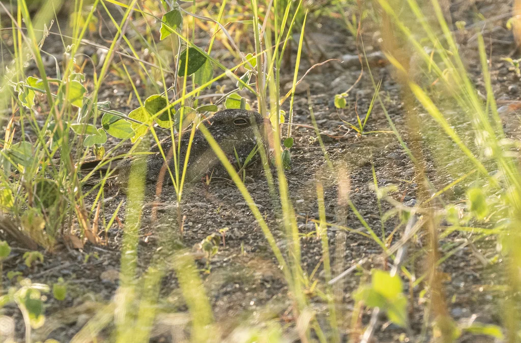 叽喳夜鹰(Caprimulgus griseatus)