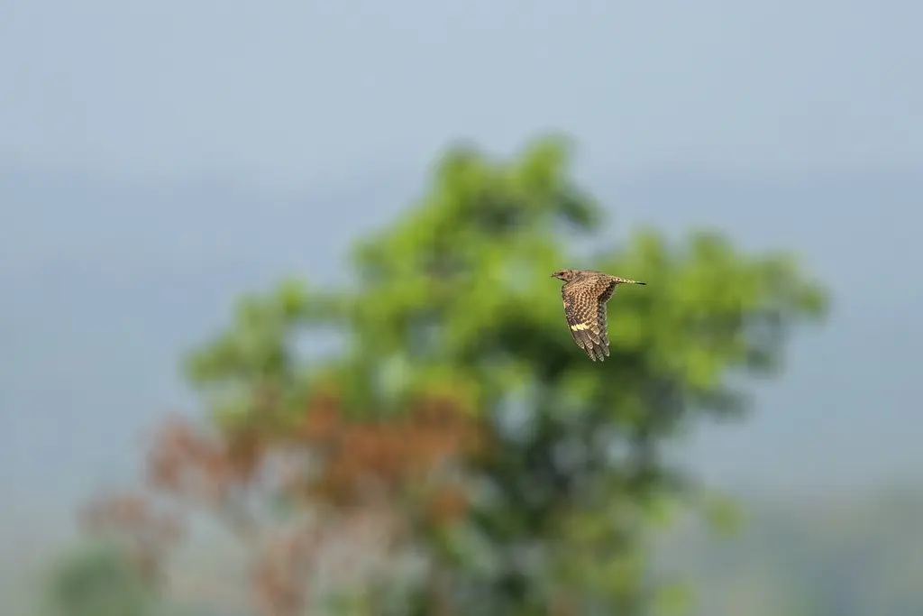 叽喳夜鹰(Caprimulgus griseatus)