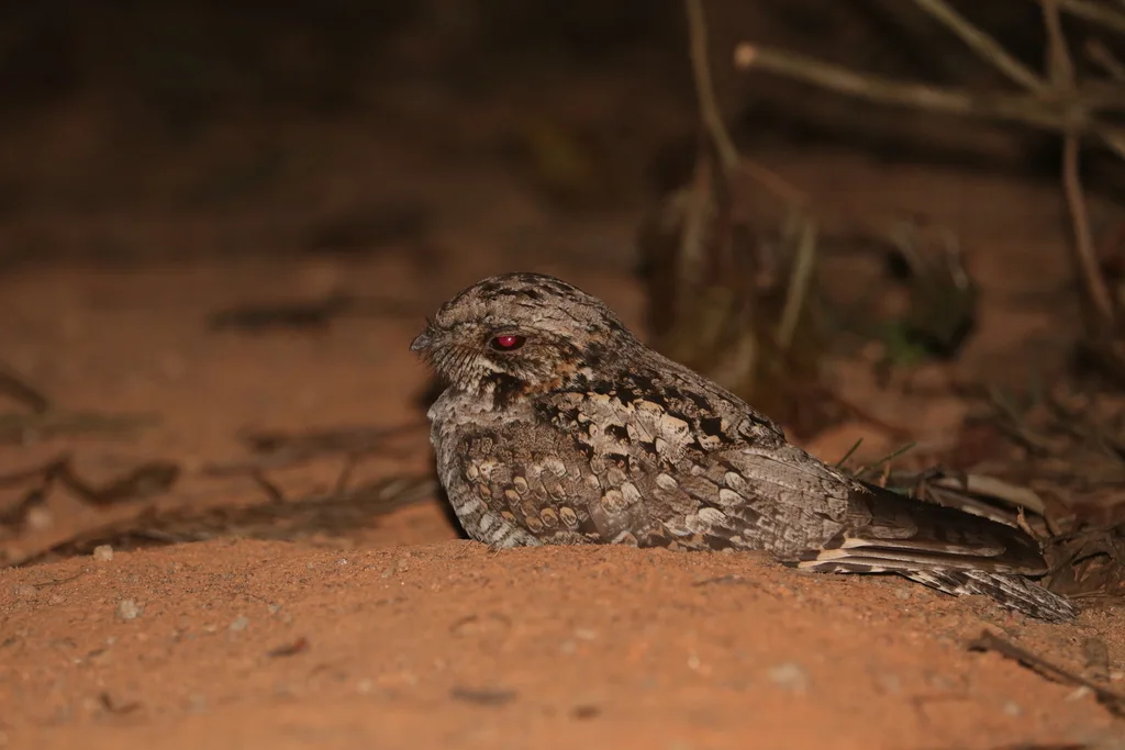 丛林夜鹰(Caprimulgus indicus)