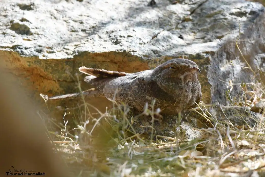 纯色夜鹰(Caprimulgus inornatus)