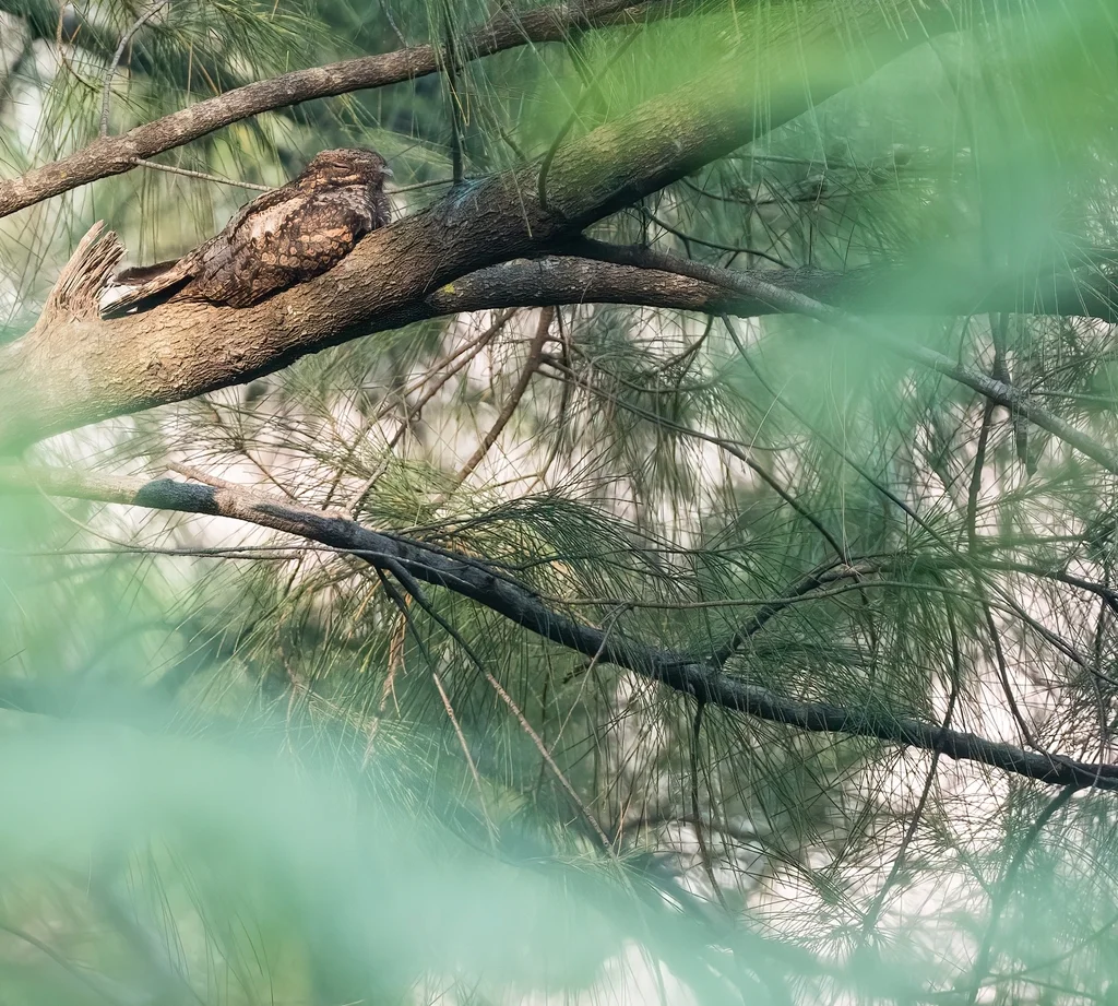 普通夜鹰(Caprimulgus jotaka)