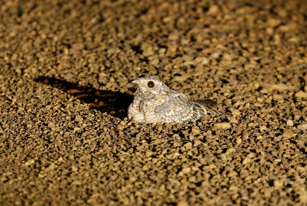 旗翅夜鹰(Caprimulgus longipennis)