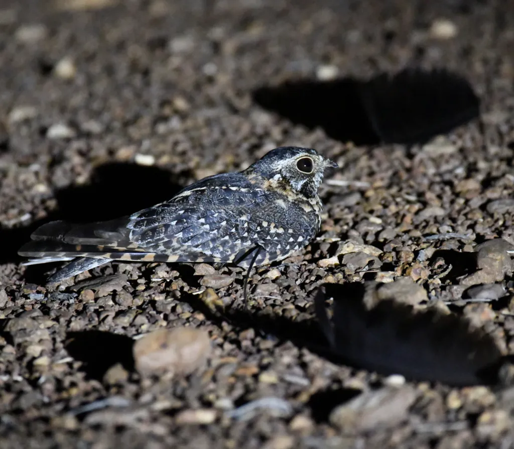 旗翅夜鹰(Caprimulgus longipennis)