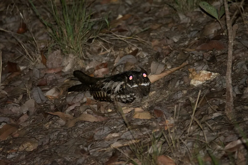 长尾夜鹰（Caprimulgus macrurus）