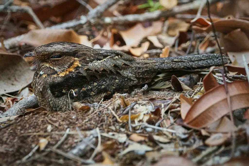 马岛夜鹰(Caprimulgus madagascariensis)