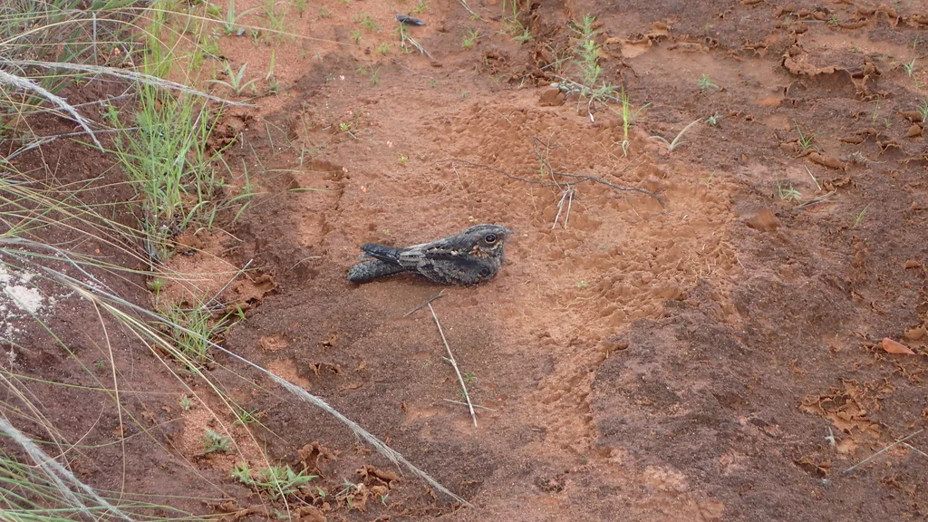 马岛夜鹰(Caprimulgus madagascariensis)