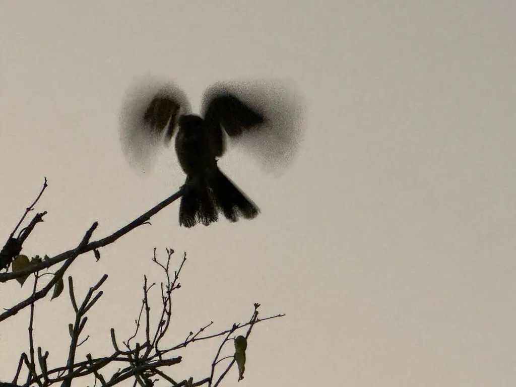 马岛夜鹰(Caprimulgus madagascariensis)