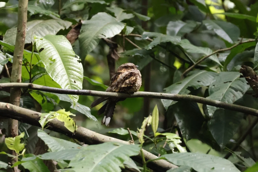 菲律宾夜鹰(Caprimulgus manillensis)