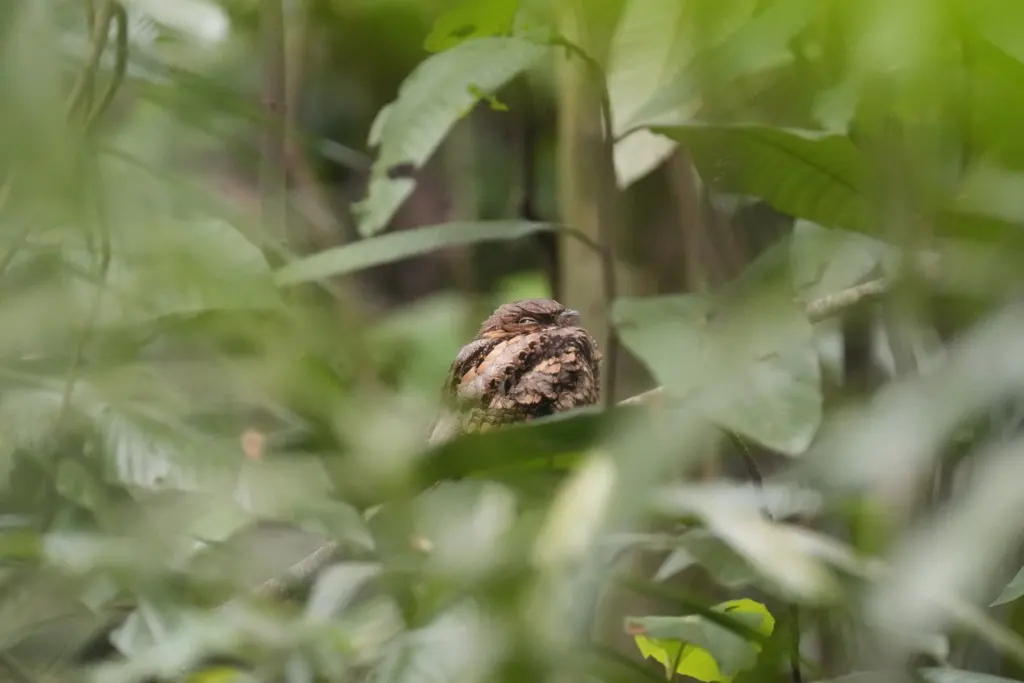 菲律宾夜鹰(Caprimulgus manillensis)