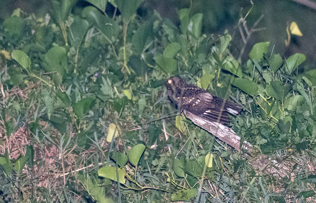 菲律宾夜鹰(Caprimulgus manillensis)