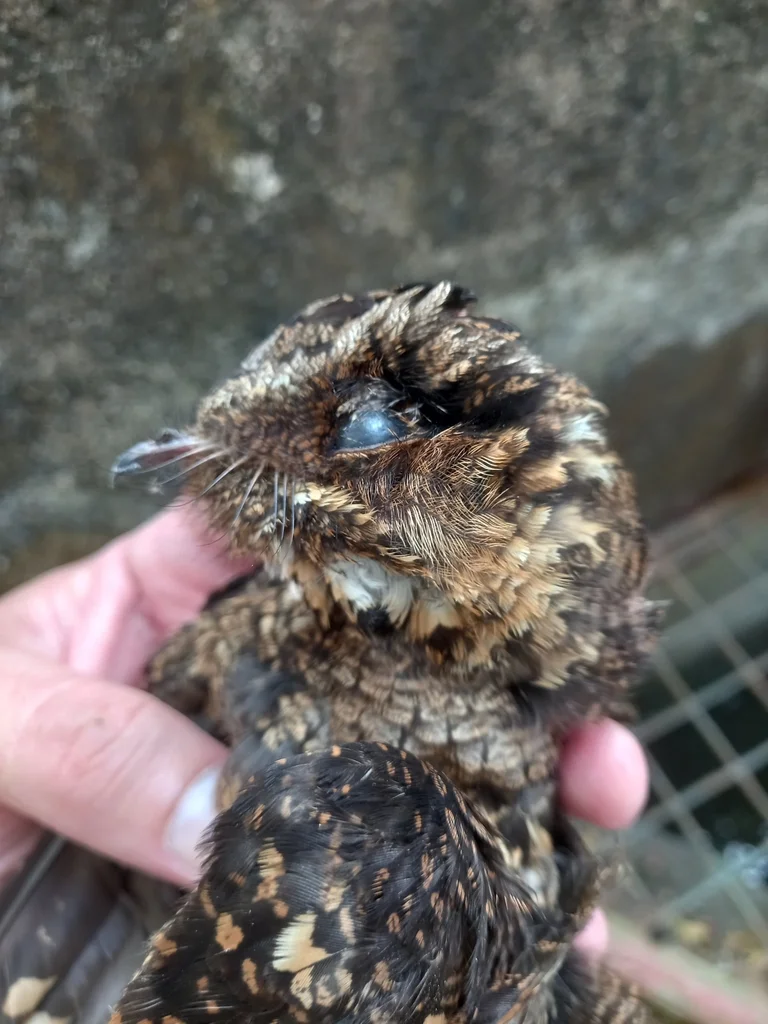 菲律宾夜鹰(Caprimulgus manillensis)