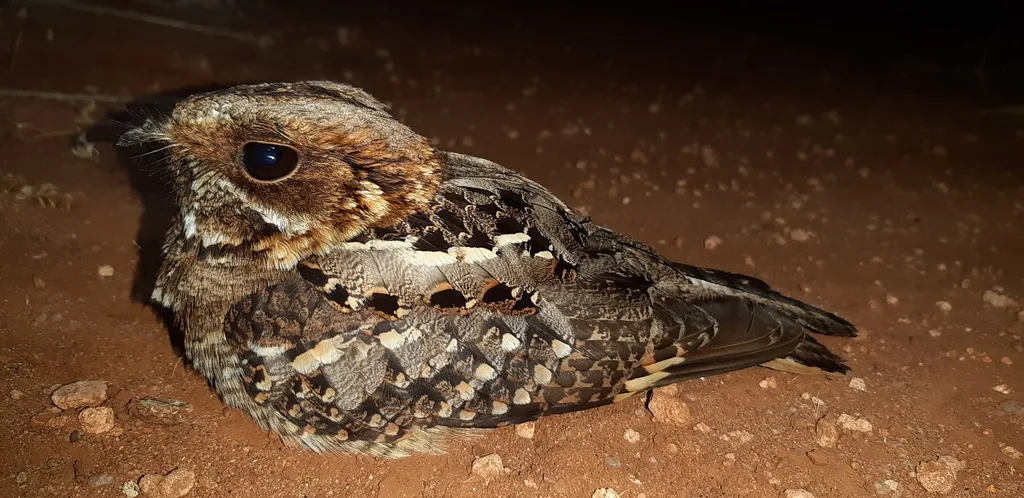 非洲夜鹰(Caprimulgus pectoralis)