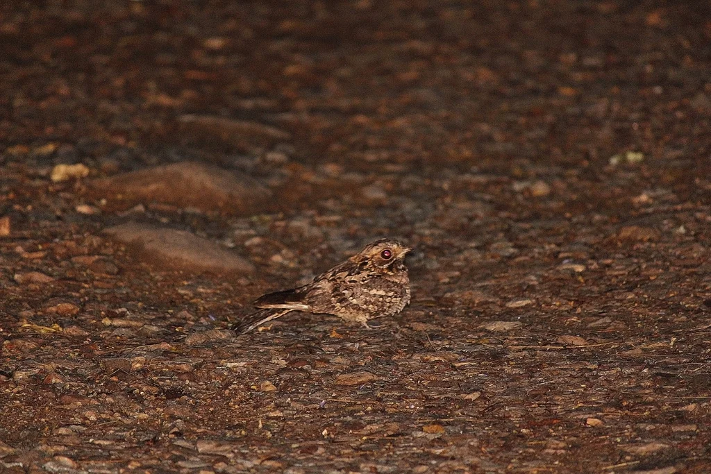 非洲夜鹰(Caprimulgus pectoralis)