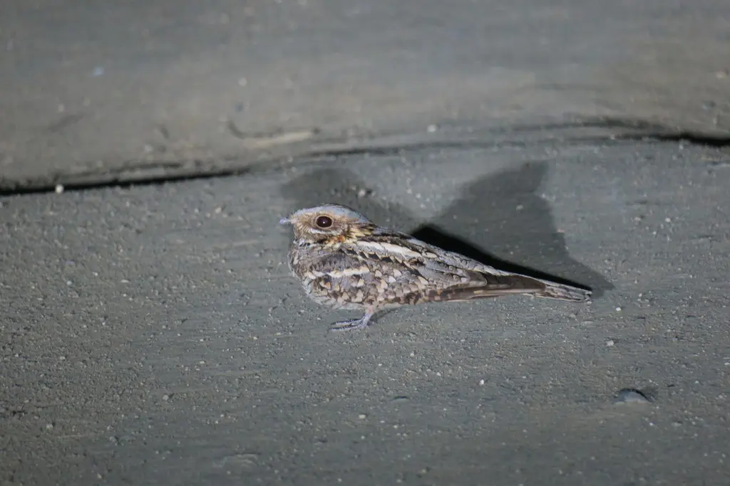 红颈夜鹰(Caprimulgus ruficollis)