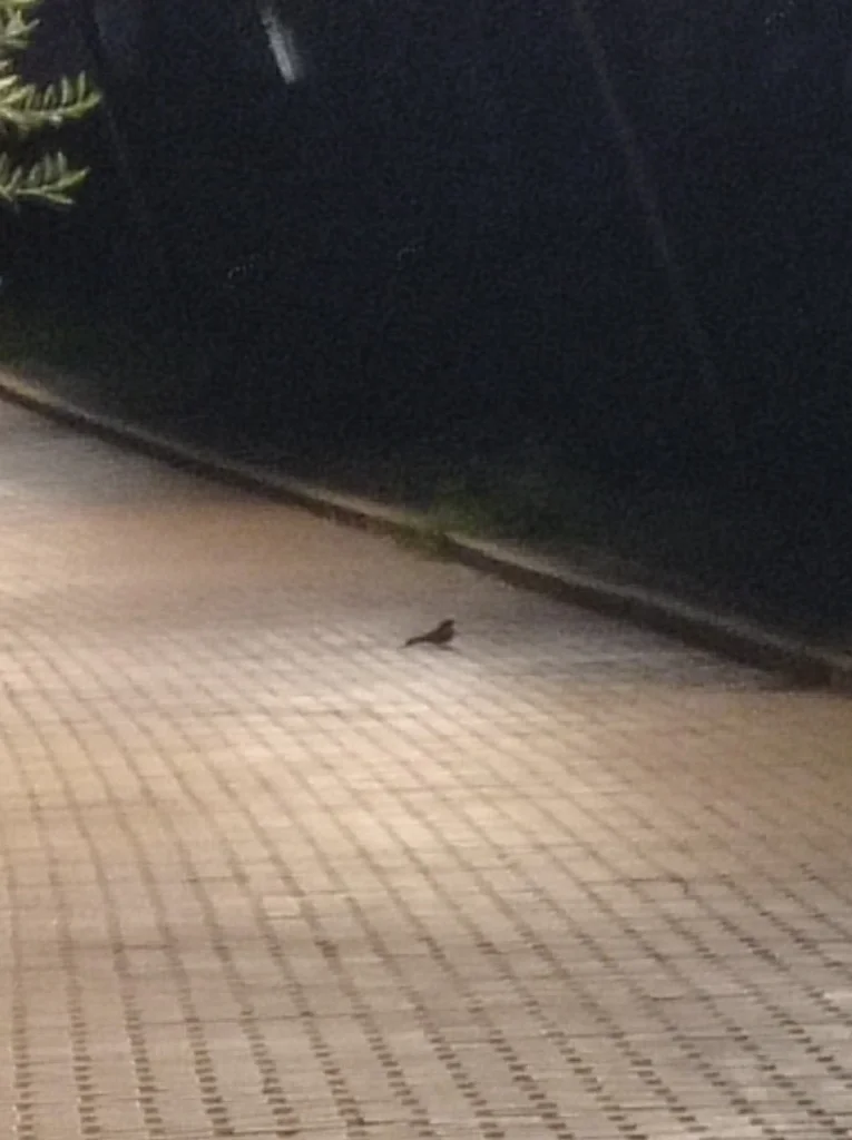 红颈夜鹰(Caprimulgus ruficollis)