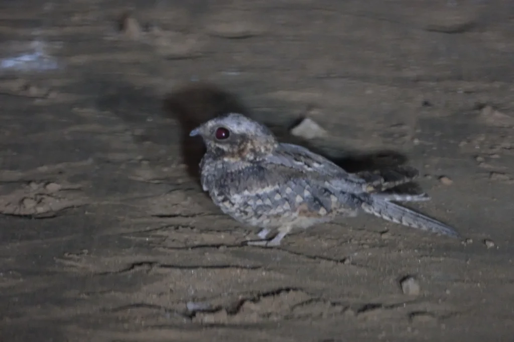 棕颊夜鹰（Caprimulgus rufigena）