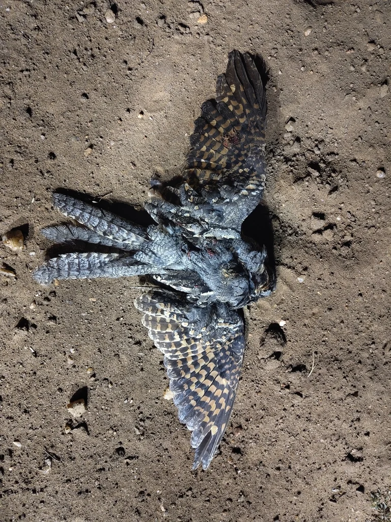 棕颊夜鹰（Caprimulgus rufigena）