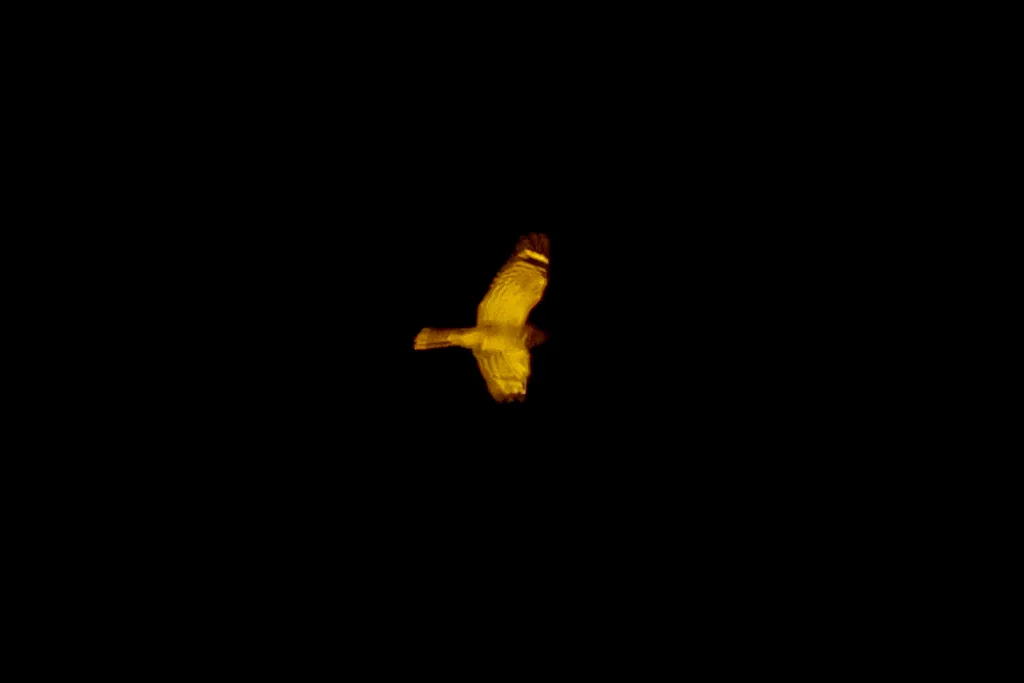 棕颊夜鹰（Caprimulgus rufigena）