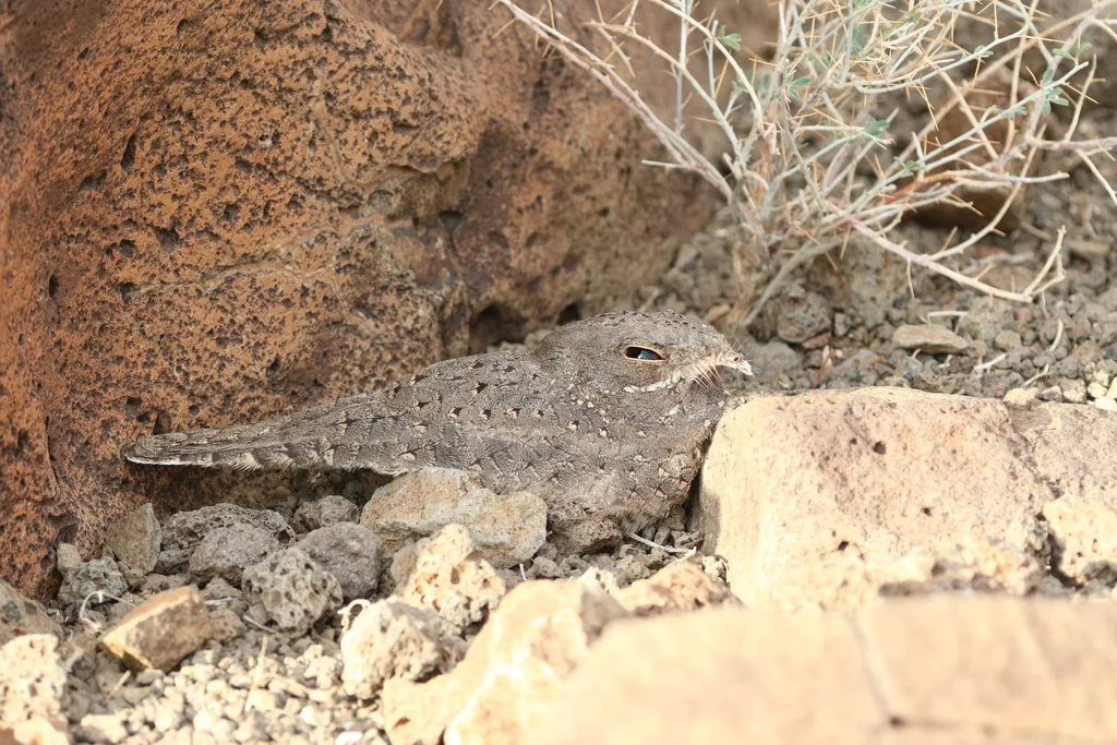 星斑夜鹰(Caprimulgus stellatus)