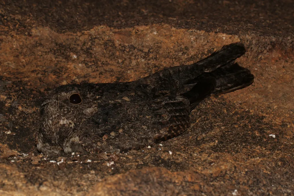 雀斑夜鹰(Caprimulgus tristigma)