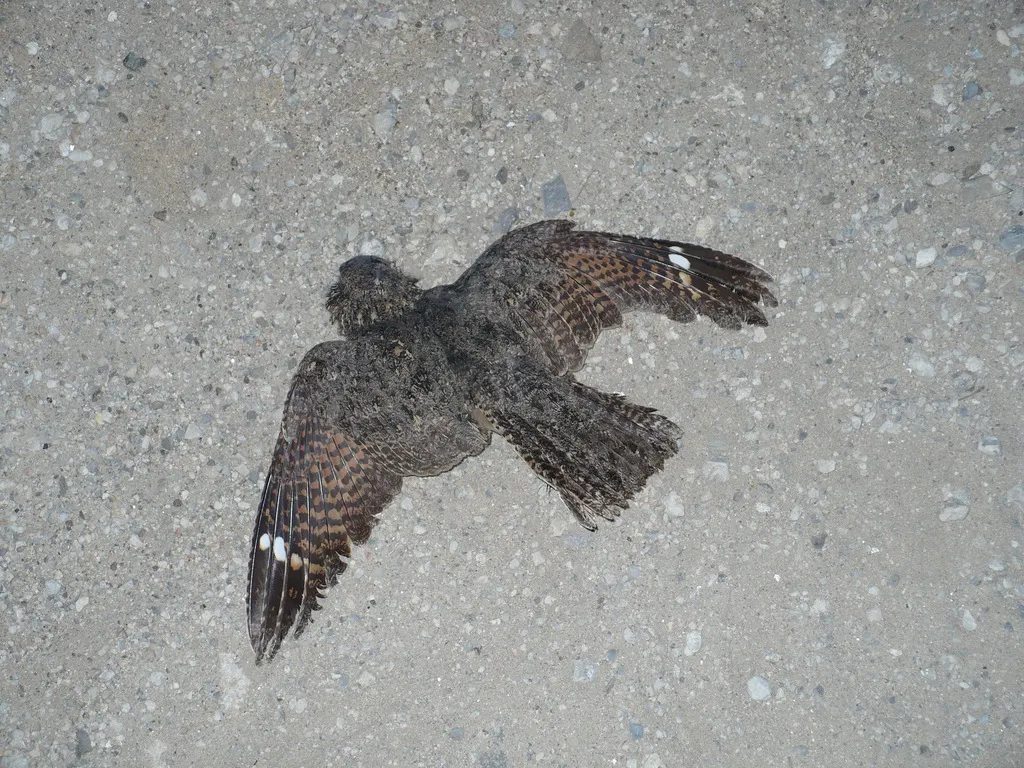 雀斑夜鹰(Caprimulgus tristigma)