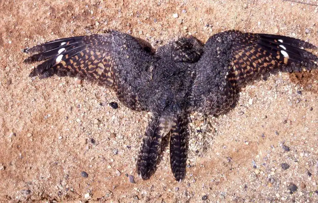 雀斑夜鹰(Caprimulgus tristigma)