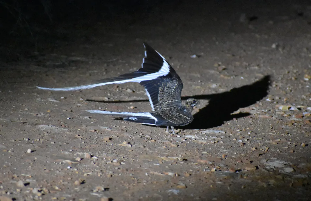 翎翅夜鹰(Caprimulgus vexillarius)