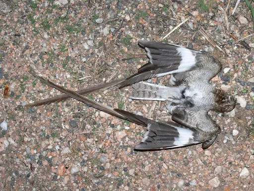 翎翅夜鹰(Caprimulgus vexillarius)