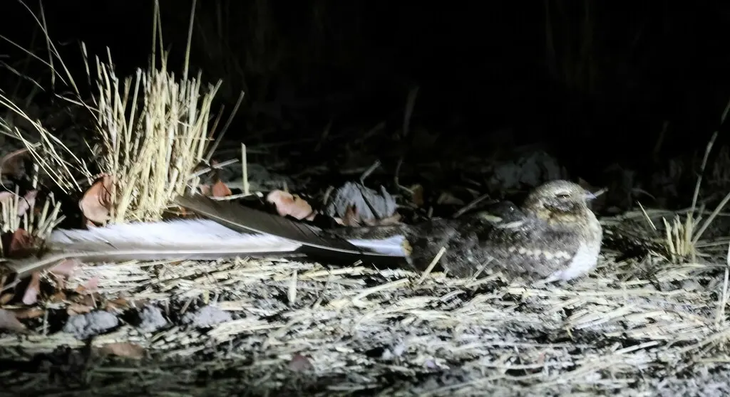 翎翅夜鹰(Caprimulgus vexillarius)