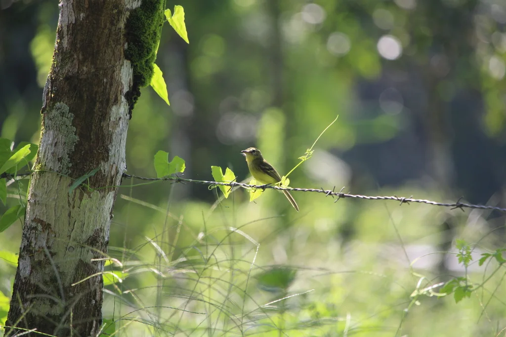 黄小霸鹟(Capsiempis flaveola)