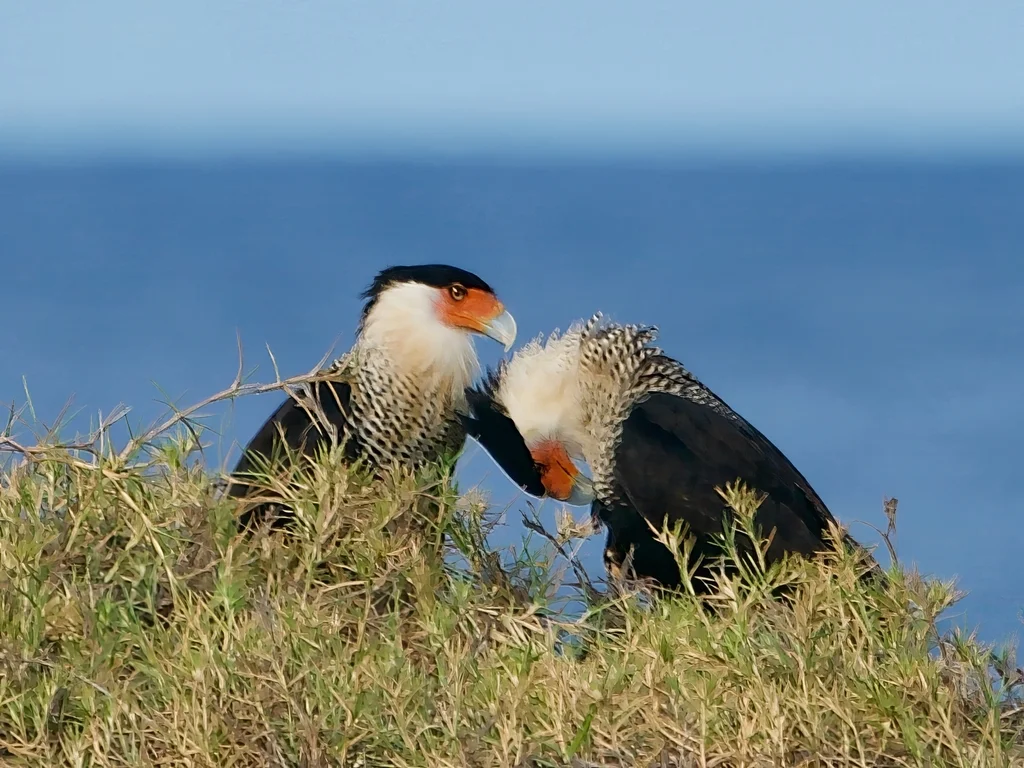 凤头巨隼(Caracara plancus)