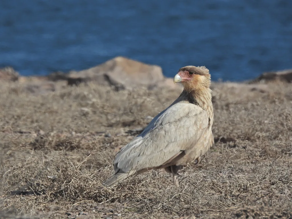 凤头巨隼(Caracara plancus)