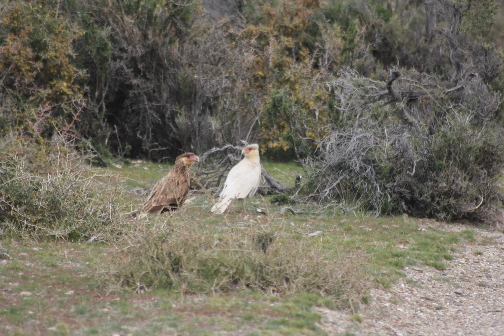 凤头巨隼(Caracara plancus)