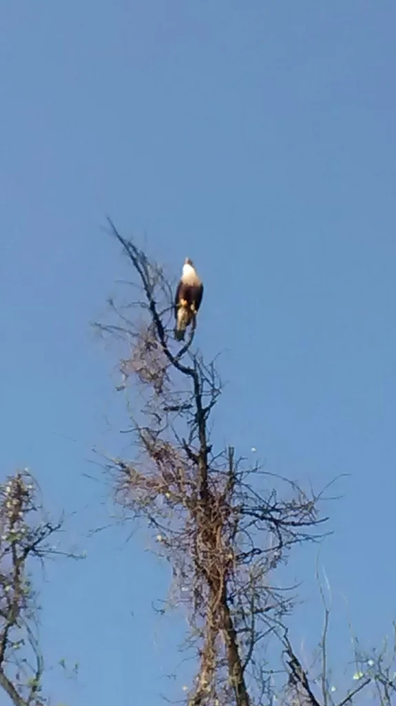 凤头巨隼(Caracara plancus)