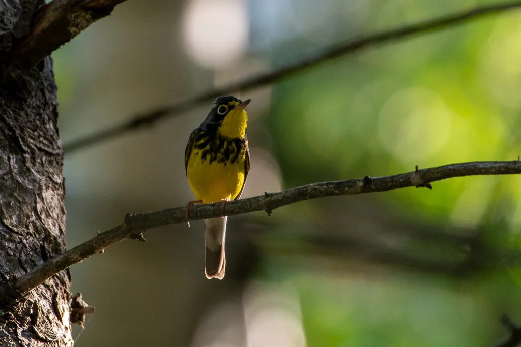 加拿大威森莺(Cardellina canadensis)