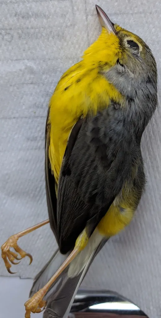 加拿大威森莺(Cardellina canadensis)
