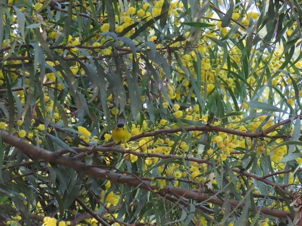 黑头威森莺(Cardellina pusilla)