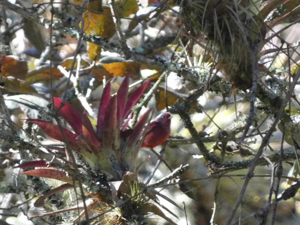粉头虫莺(Cardellina versicolor)